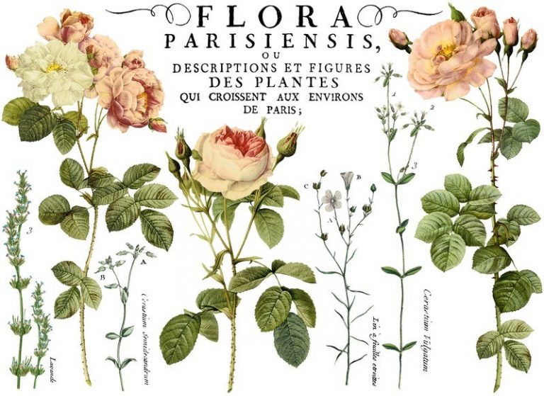 Iron Orchid Designs Decor Transfer Flora Parisiensis